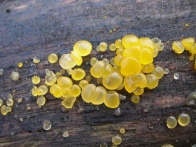 Le prime specie primaverili